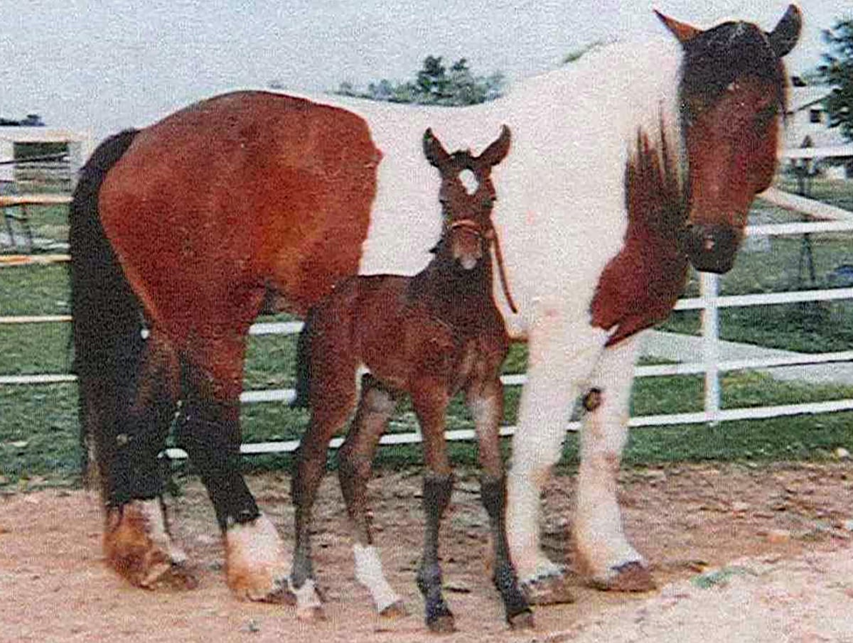 Juliet and Vinny, mare and her colt, inspiration photo